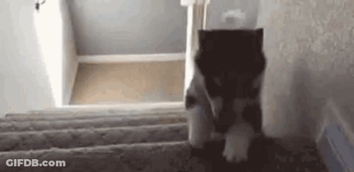 Husky Puppy Walking Up Stairs GIF