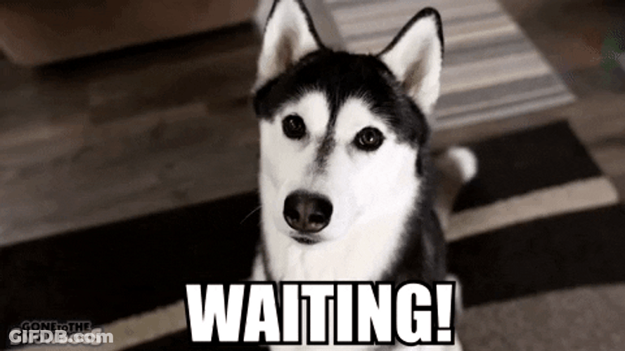 Husky GIF