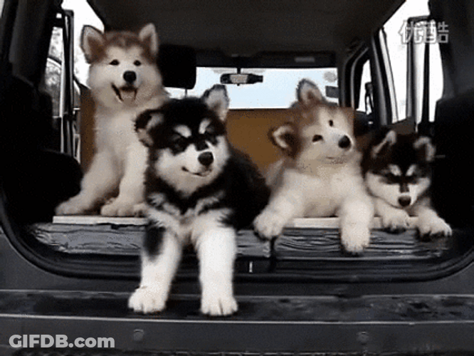 Husky GIF