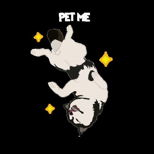 Husky Rolling Over Saying Pet Me GIF