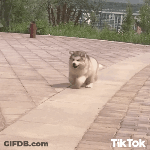 Husky GIF