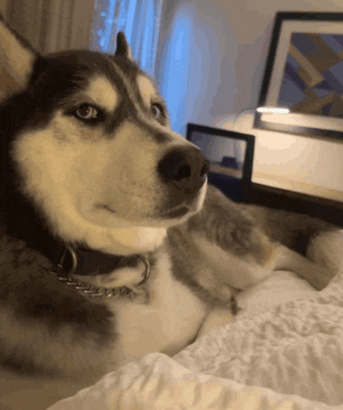 Husky Side Eye GIF