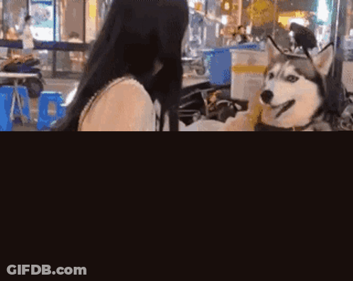 Husky Sitting At Table With Woman And Food GIF