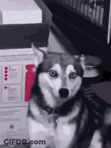 Husky Sitting In Front Of Printer Looking At Camera GIF