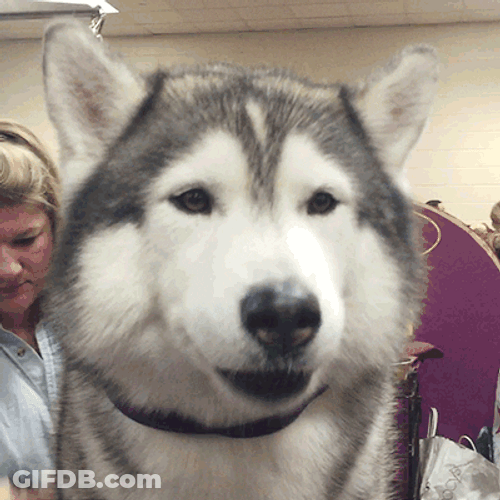 Husky Smiling Calmly At Camera GIF