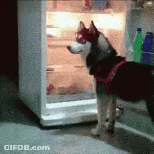 Husky Staying Cool In Refrigerator GIF