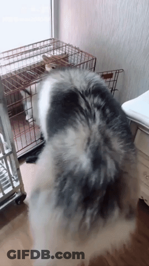 Husky GIF