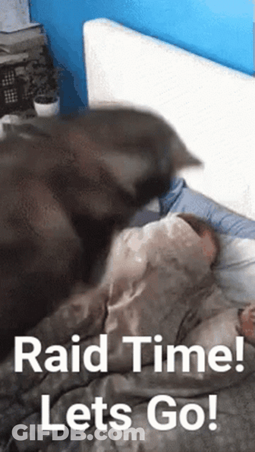 Husky Waking Owner Up Raid Time GIF