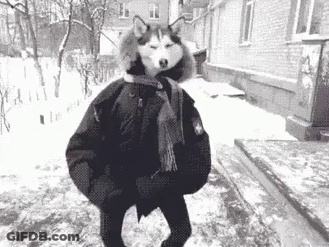 Husky Wearing Scarf And Jacket In Snow GIF