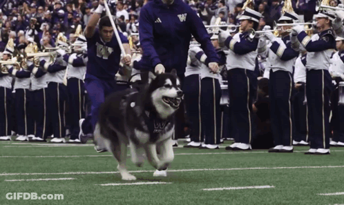 Husky Wearing Vest Saying UC GIF