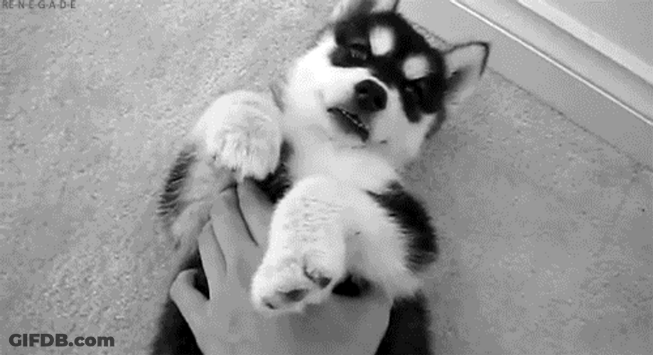 Husky GIF