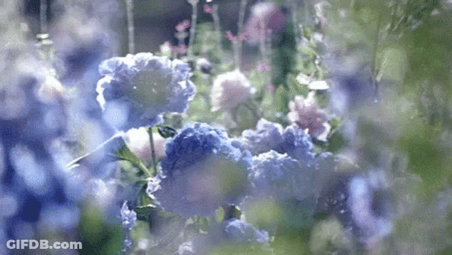 Hydrangea Flower Blooming GIF