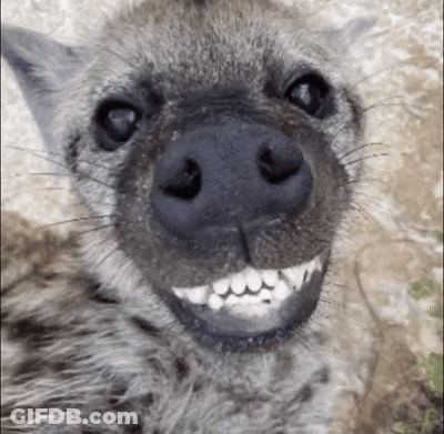 Hyena With Big Smile Close Up GIF