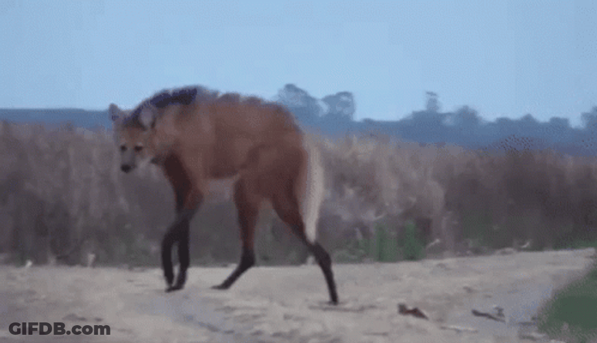 Hyena With Long Legs GIF