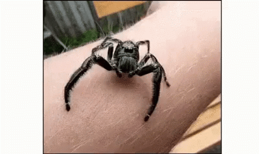 Hyllus Spider Crawling GIF