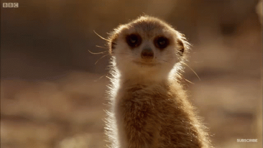 Hyper Active Meerkat Looking Back Loop GIF