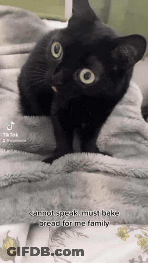 Hyper Black Cat Making Biscuits GIF