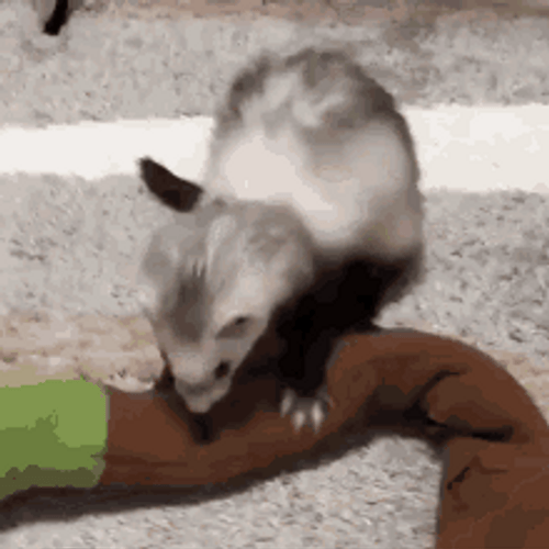Hyper Playing Ferret GIF