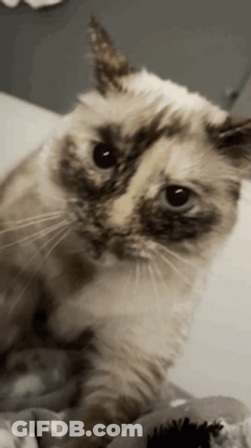 Hyper Sweet Cat Making Biscuits GIF