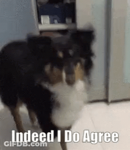 I Agree Bernese Mountain Dog GIF