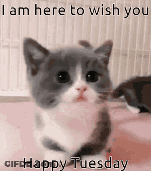 I Am Here To Wish You Happy Tuesday GIF