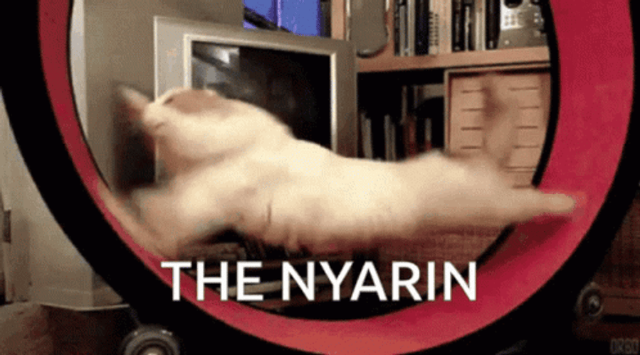 I Am Speed Cat On Exercise Wheel GIF
