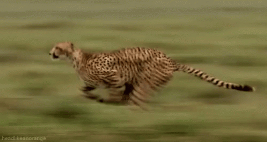 I Am Speed Running Cheetah GIF