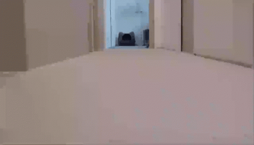I Am Speed Standard Tabby Cat GIF