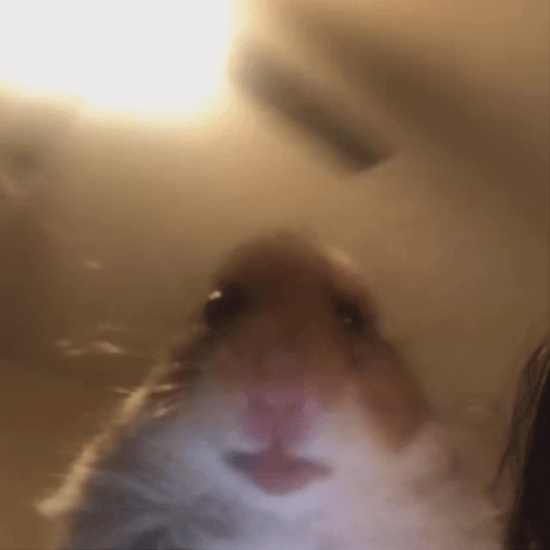 I Am Watching You Hamster GIF