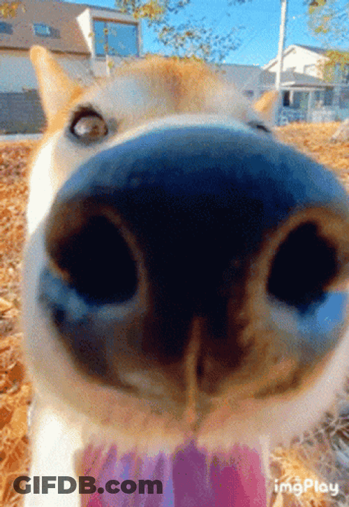 I Can Sniff Chicken From You GIF
