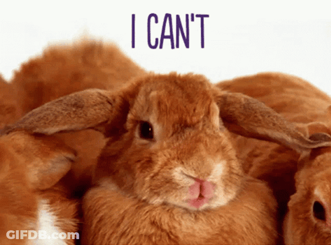 I Cant Adorable Bunny Covering Eyes GIF