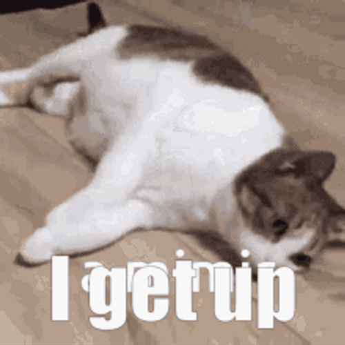 I Get Up Cat Memes GIF