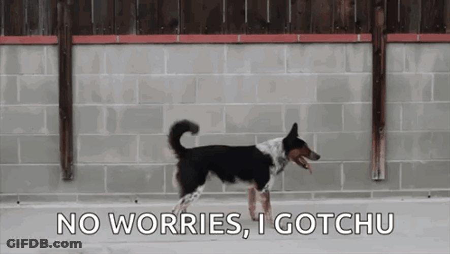 I Gotchu No Worries Dog Acrobatic Jump GIF