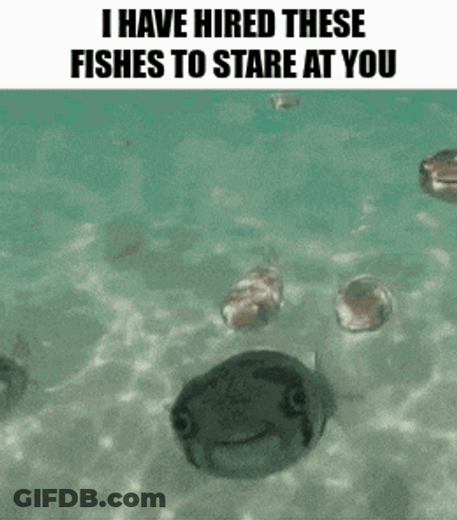 I Have Hired These Fishes To Stare At You Hired Fish GIF
