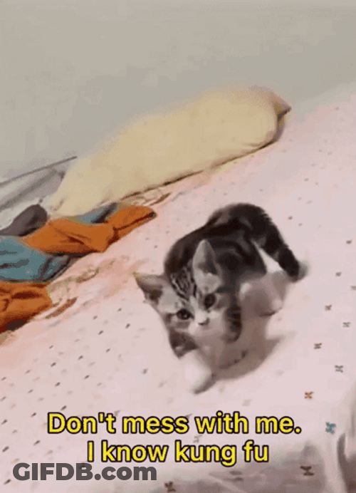 I Know Kung Fu Cat On Bed GIF
