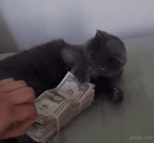 I Like Money Black Cat GIF
