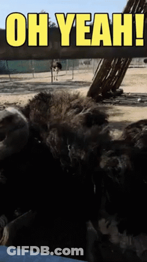I Like To Move It Move It Dancing Ostrich GIF