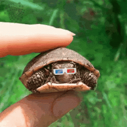 I Like Turtles 3D Glasses GIF