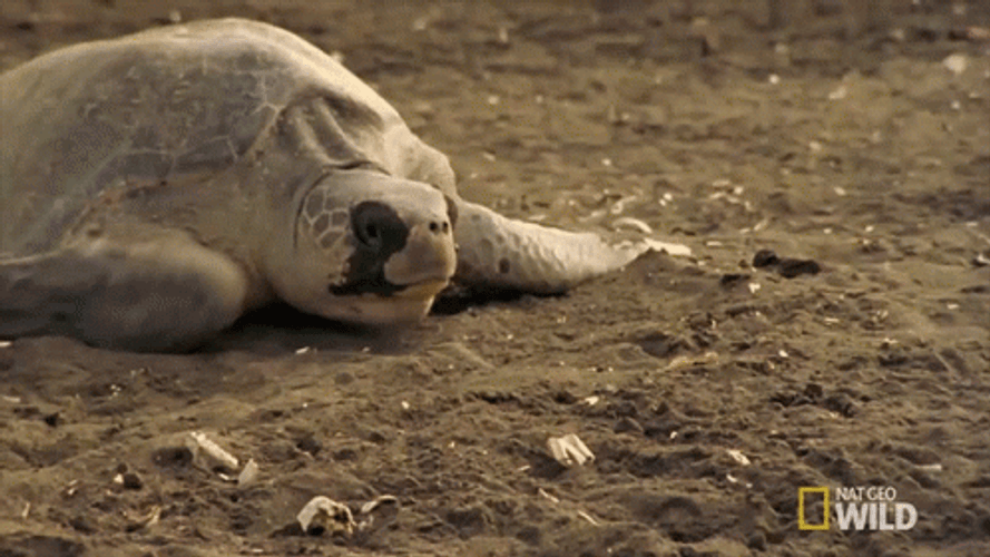 I Like Turtles Crawling GIF