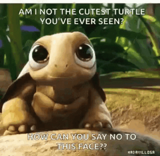 I Like Turtles Cute Eyes GIF