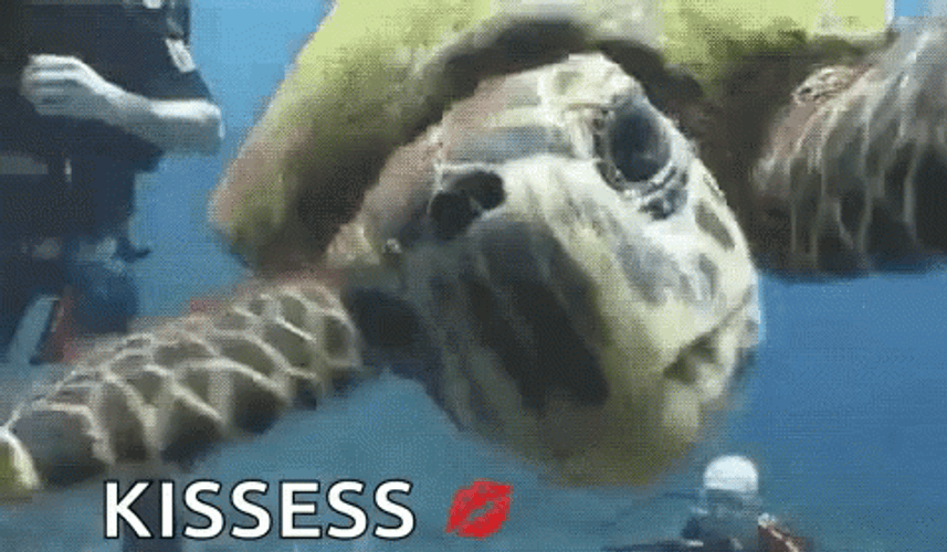 I Like Turtles Kisses GIF