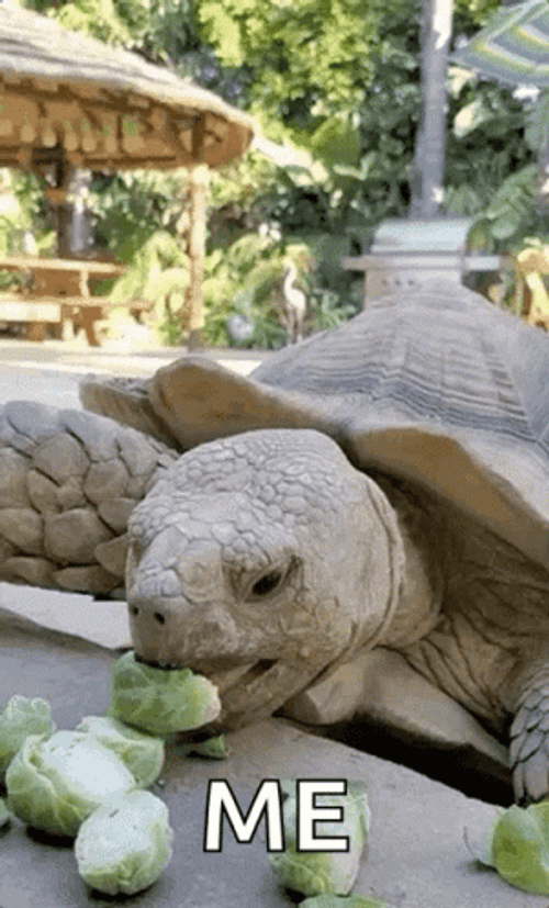 I Like Turtles Me Eating GIF