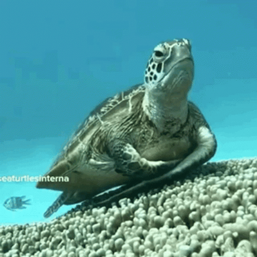 I Like Turtles Sleepy GIF