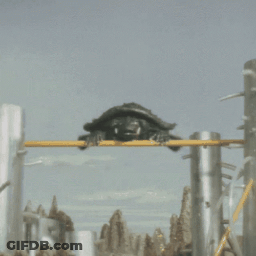 I Like Turtles Spinning Turtle GIF