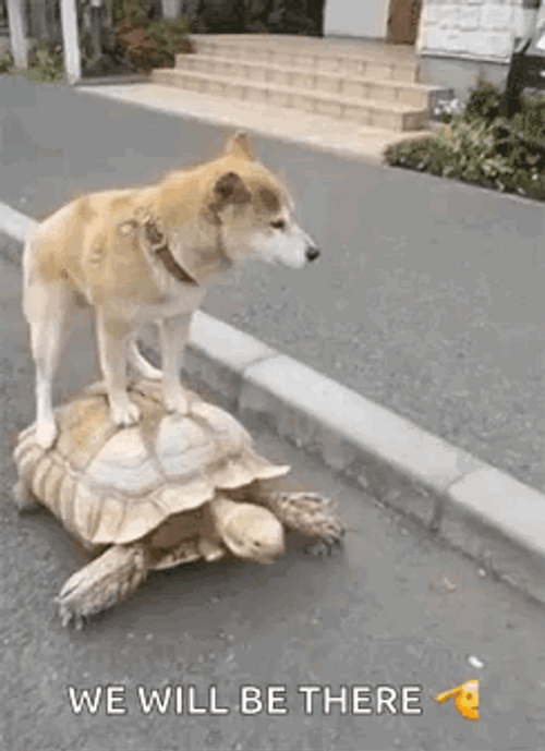 I Like Turtles We Will Be There GIF