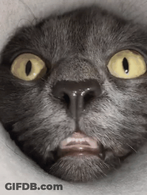 I'll On You All Day Human GIF