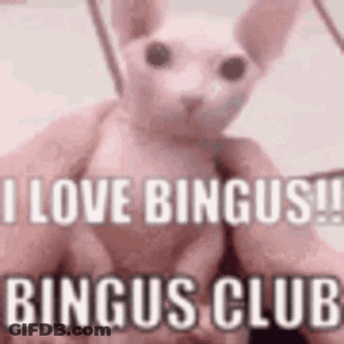 I Love Bingus Sphynx Cat Club GIF