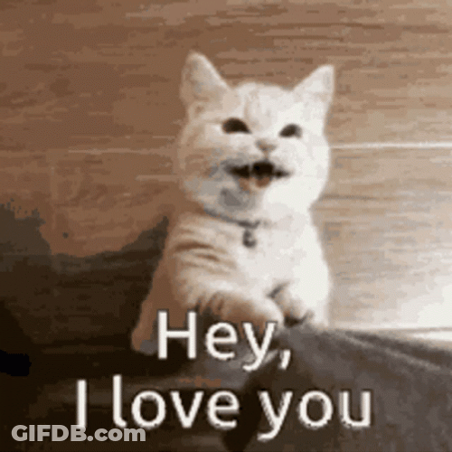 I Love U Hey Munchkin Cat GIF