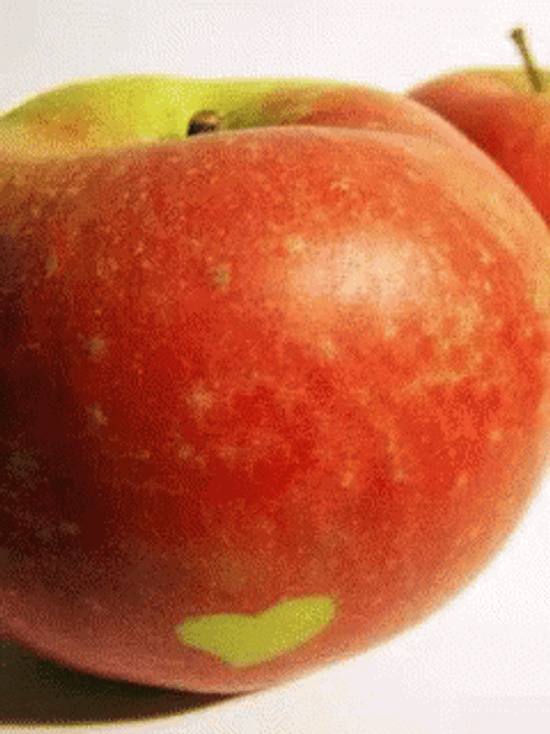 I Love You Apple GIF