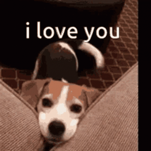 I Love You Beagle Dog GIF